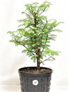 <b>Metasequoia P/B</b> Esemplare Unico cm 48-49,00 €