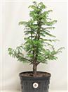 <b>Metasequoia P/B</b> Esemplare Unico cm 53-49,00 €