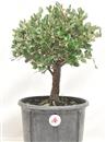 <b>Quercia da Sughero P/B</b> Esemplare Unico cm 39-49,00 €
