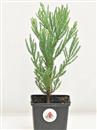 <b>Sequoia Gigante Mini P/B</b> Esemplare Unico cm 29-19,80 €