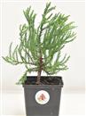 <b>Sequoia Gigante Mini P/B</b> Esemplare Unico cm 25-19,00 €