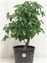 <b>Liquidambar P/B</b> Esemplare Unico cm 50-49,80 €