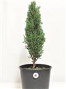 <b>Cipresso P/B</b> Esemplare Unico cm 51-29,80 € novi