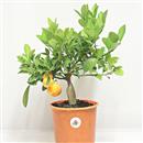 <b>Mandarino Calamondino P/B</b> Esemplare Unico cm 35-49,00 €