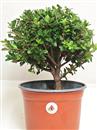 <b>Azalea Indica P/B</b> Esemplare Unico cm 34-39,00 €