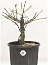 <b>Albicocco Giapponese P/B</b> cm 35-59,00 €