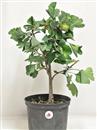 <b>Ginkgo P/B</b> Esemplare Unico cm 42-39,00 €