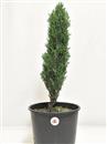<b>Cipresso P/B</b> Esemplare Unico cm 50-29,80 €