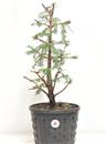 <b>Metasequoia P/B</b> Esemplare Unico cm 53-39,80 €