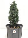 <b>Tasso P/B</b> Esemplare Unico cm 40-39.00 €