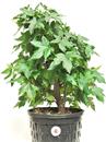 <b>Liquidambar P/B</b> Esemplare Unico cm 46-49,80 €