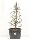 <b>Metasequoia P/B</b> Esemplare Unico cm 54-39,80 €