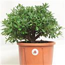 <b>Azalea P/B</b> Esemplare Unico cm 31-39,00 €