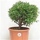 <b>Azalea P/B</b> Esemplare Unico cm 37-39,00 €