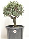 <b>Quercia da Sughero P/B</b> Esemplare Unico cm 37-39,00 €