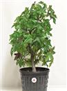<b>Liquidambar P/B</b> Esemplare Unico cm 52-49,00 €