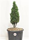 <b>Cipresso P/B</b> Esemplare Unico cm 44-29,00 €