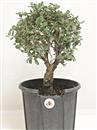<b>Quercia da Sughero P/B</b> Esemplare Unico cm 36-39,00 €