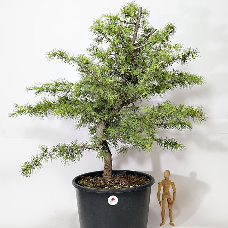 Libano-CEDRO 20 x Cedrus libani semi RARO-Bonsai 