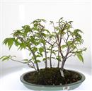 <b>Carpino Laxiflora Bosco </b>Esemplare Unico cm 31-299,00 €