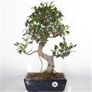 <b>Ficus</b> Esemplare Unico cm 50-99,00 € (10)