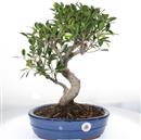 <b>Ficus</b> Esemplare Unico cm 45-98,00 (10)