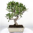 <b>Ficus</b> Esemplare Unico cm 48-99,00 € (10)