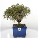 <b>Azalea Japonica</b> Esemplare Unico cm 31-97,00 €