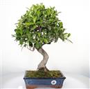 <b>Ficus</b> Esemplare Unico cm 50-99,00 € (10)