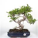 <b>Ficus</b> Esemplare Unico cm 43-190,00 € (10)