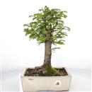 <b>Metasequoia</b> Esemplare Unico cm.36-99,00 €