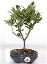 <b>Gardenia Crown Jewel</b> Esemplare Unico cm 31-39,80 €