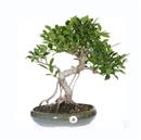 <b>Ficus</b> Esemplare Unico cm.42-145,00 (10)