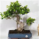 <b>Ficus</b> Esemplare Unico cm.56-260,00 (10)