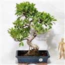<b>Ficus</b> Esemplare Unico cm.50-150,00 (10)