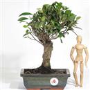 <b>Ficus</b> Esemplare Unico cm.31-47,00 (10)