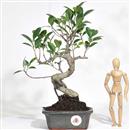 <b>Ficus</b> Esemplare Unico cm.33-37,00 (10)