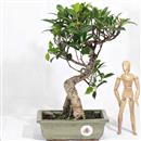 <b>Ficus</b> Esemplare Unico cm.35-59,00 (10)