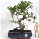 <b>Ficus</b> Esemplare Unico cm.44-180,00 (10)