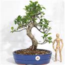 <b>Ficus</b> Esemplare Unico cm.40-98,00 (10)