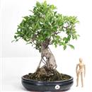 <b>Ficus</b> Esemplare Unico cm 52-280,00 € (10)