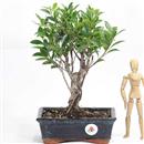 <b>Ficus</b> Esemplare Unico cm.32-37,00 (10)