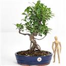<b>Ficus</b> Esemplare Unico cm.42-99,00 (10)