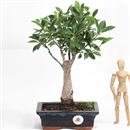 <b>Ficus</b> Esemplare Unico cm.33-37,00 (10)