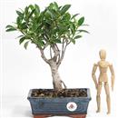<b>Ficus</b> Esemplare Unico cm.32-39,00 (10)