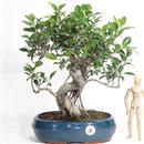 <b>Ficus</b> Esemplare Unico cm.39-67,00 (10)