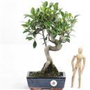 <b>Ficus</b> Esemplare Unico cm.38-47,00 (10)