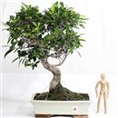 <b>Ficus</b> Esemplare Unico cm.50-160,00 (10)