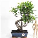 <b>Ficus</b> Esemplare Unico cm.38-49,00 (10)