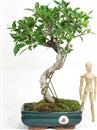 <b>Ficus</b> Esemplare Unico cm.36-39,00 (10)